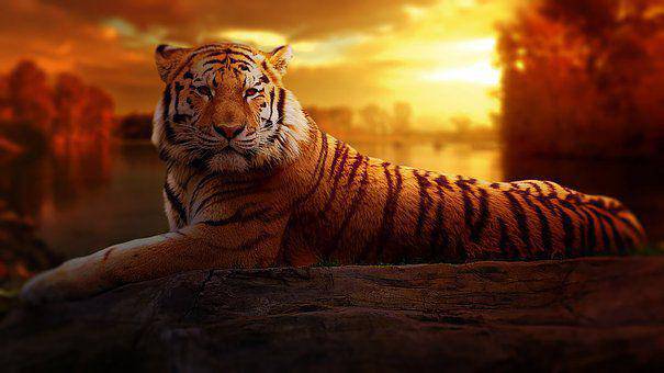 tiger-1741443__340